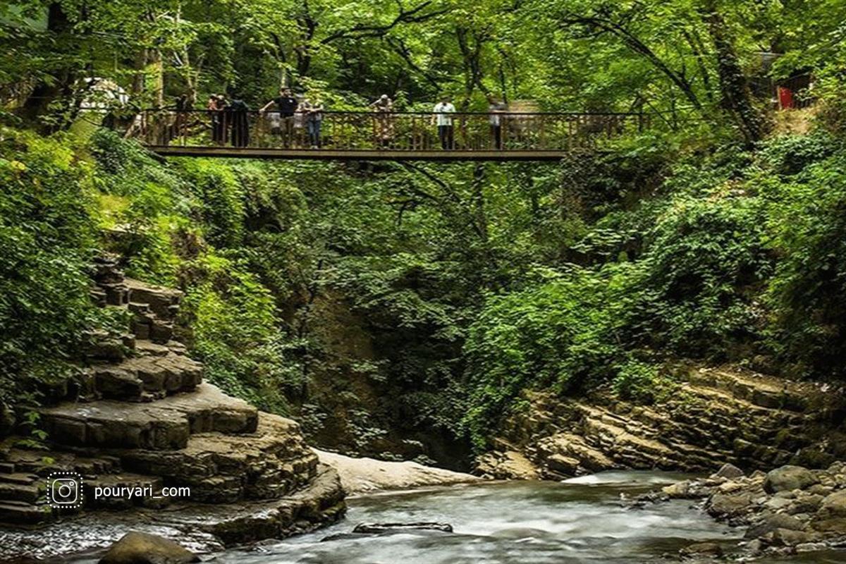 زیبایی های جنگل شفارود